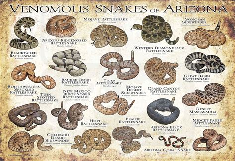 Venomous Snakes of Texas Poster Print