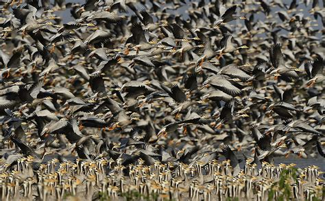 Bar-Headed Goose: The High-Flying Migrator | Nature inFocus