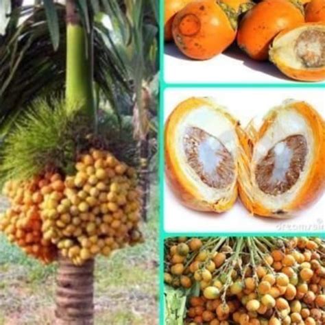 Dishita - Go Green Hybrid Dwarf Areca Nut 2 Ft Betel Nut Live Plant ...