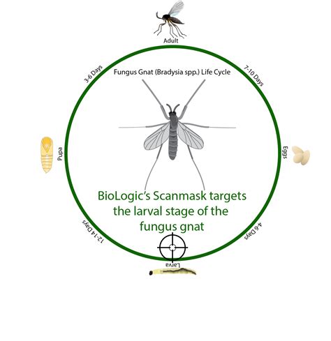 Getting Rid of Fungus Gnats: A Green Alternative for Interiorscapes and ...