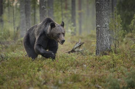 Coniferous Forest Animals