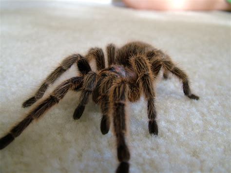 Chilean Rose Hair Tarantula Fact Sheet - C.S.W.D