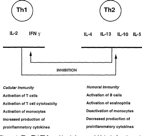 Th1/Th2 cytokine balance in arthritis. | Semantic Scholar