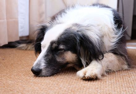 FOUR PAWS International - Animal Welfare Organisation