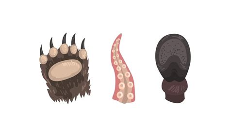 Animal limb with bear clawed paw and octopus tentacle vector set ...
