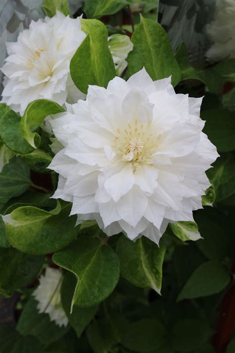Duchess of Edinburgh Clematis Vine - EVERGREEN