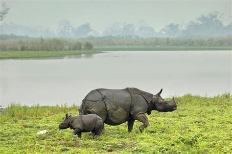 Floods Hit Kaziranga National Park Maintaining its Ecosystem | Traveling Tour Guide
