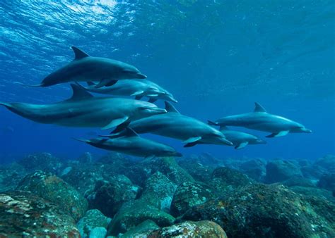 Sound of Fish Underwater 的图像结果