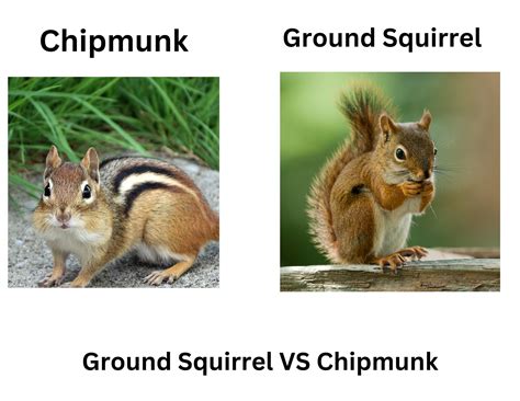 Squirrel And A Chipmunk