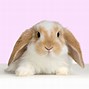 Image result for Fluffy Baby Rabbits