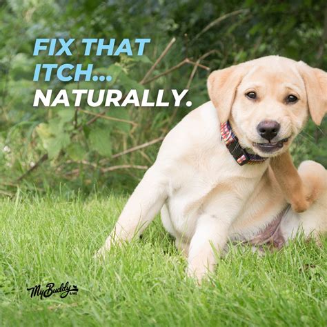 My Buddy And Me on LinkedIn: #mybuddyandme #petcare #petshampoo # ...