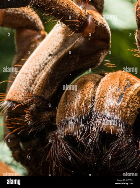 Spider exhibit at the Royal Botanical Gardens, 2019-02-24, as a Goliath ...