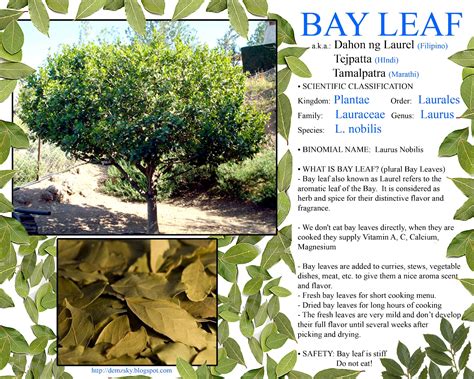 DEMZSKY: Bay Leaf a.k.a. Laurel Leaf