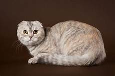 animale vanitoso scottish fold il gatto pi 249 dolce al mondo i miei animali animale vanitoso scottish fold il gatto pi 249 dolce al mondo i miei animali