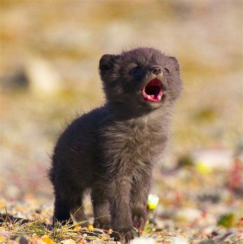 Arctic fox babies | Cute baby animals, Fox pups, Baby arctic fox