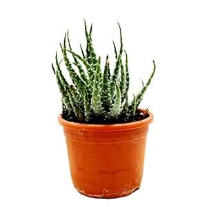 Aloe Humilis Succulent Plant : Amazon.in: Garden & Outdoors