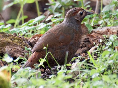 Chestnut-throated Huet-huet - eBird