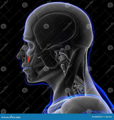 Levator Anguli Oris Muscle Anatomy for Medical Concept 3D Stock Illustration - Illustration of ...