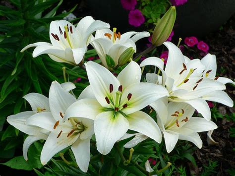 What Is The Smell Of Lily