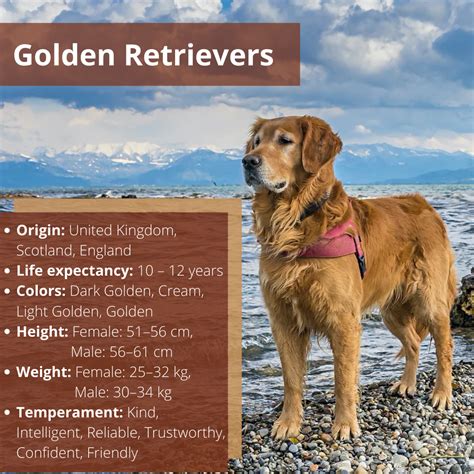 Golden Retrievers | Golden retriever, Retriever, Dogs golden retriever