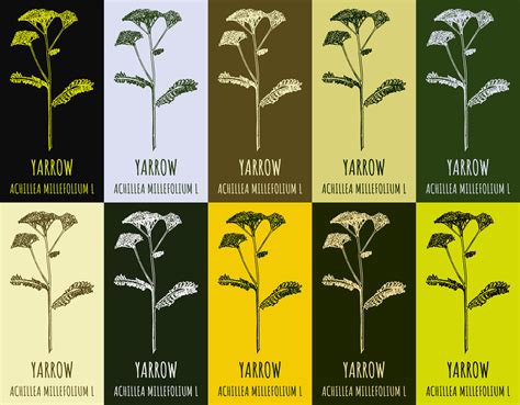 Yellow Yarrow Illustration