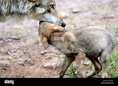 Image result for Positive Social Behavior of Wolves
