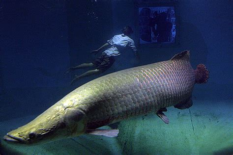 What’s the world’s biggest freshwater fish—and will we ever find it ...
