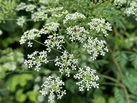 Poisonous hemlock now found in all 88 Ohio counties. Here’s how to get ...
