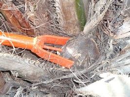 ICAR-IIOPR’s Oil Palm Ablatool granted Patent | ICAR