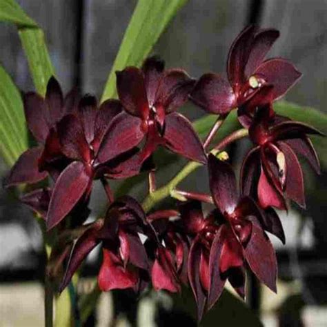 Cycnodes Roberta Fox – EXOTICA ORCHIDS