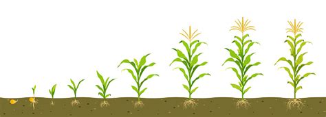 Image result for Normalising Process