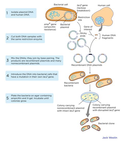 Cloning 的图像结果