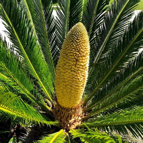 Sago Palm Care: A Cycas Revoluta Growing [GUIDE]