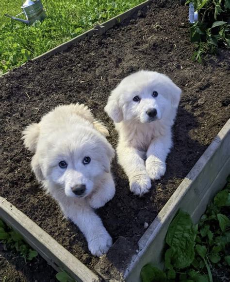 Pin by Jessica on Puppies in 2025 | Great pyrenees dog, Cute animals ...
