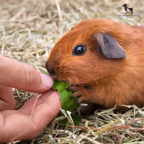 4 Things To Know Before Getting A Guinea Pig