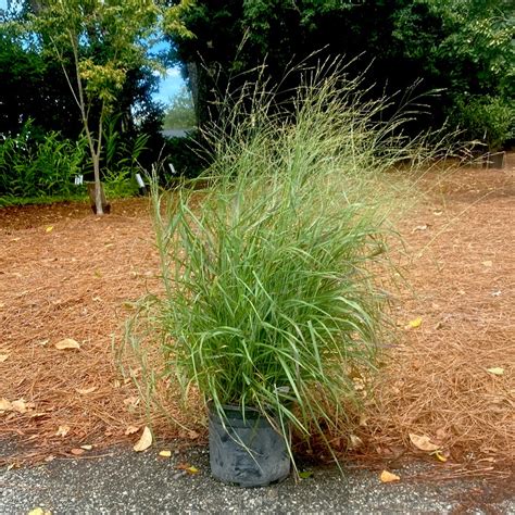 Ruby Ribbons Switchgrass 3 Gal | Lichtenfelt's