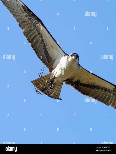 Osprey, Haliaetus pandion, also known as a sea hawk, fish eagle, sea ...