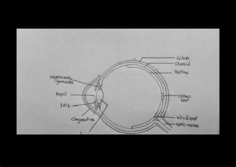 Draw a neat labelled diagram of human eye and explain each part of it ...