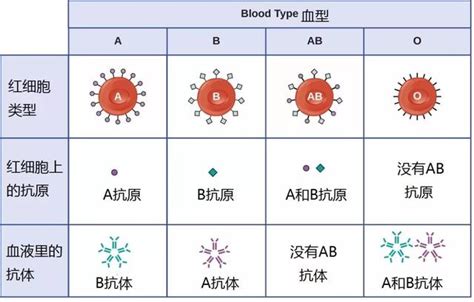 A型血、B型血、O型血~你知道人為什麼會有不同的血型嗎？ - 每日頭條
