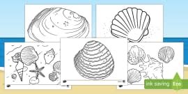 Seashell Colouring Page | Colouring (teacher made) - Twinkl
