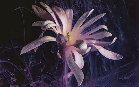 Download wallpaper 3840x2400 flower, petals, ink, purple 4k ultra hd 16 ...
