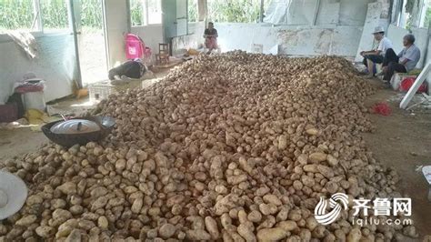 [土豆批发] 千余亩土豆海洋已成熟 现场挖价格1300元/吨 - 惠农网