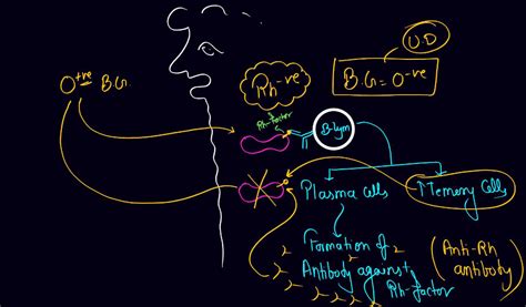 Blood Group - ABO Grouping and Rh Grouping