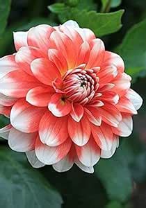 Healthy Vibe Flower Bulbs IMP. Dahlia | Dahlia Perennial Flower Bulbs ...