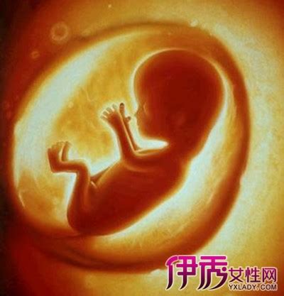 【怀孕五个月胎儿有多大】【图】怀孕五个月胎儿有多大呢 胎儿与孕妇都已进入稳定期(2)_伊秀亲子|yxlady.com
