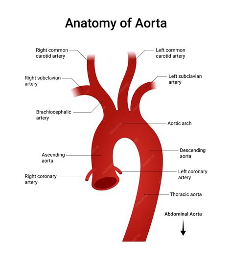Anatomic diagram of the aorta | Premium Vector