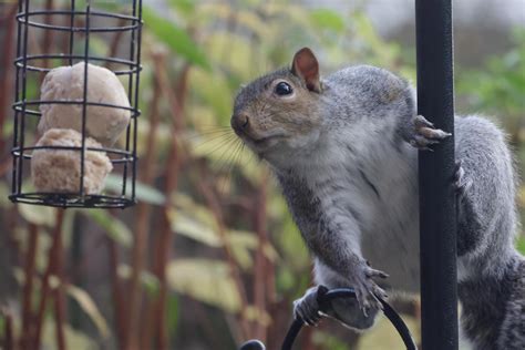 Squirrel vs bird feeder fat balls : r/squirrels