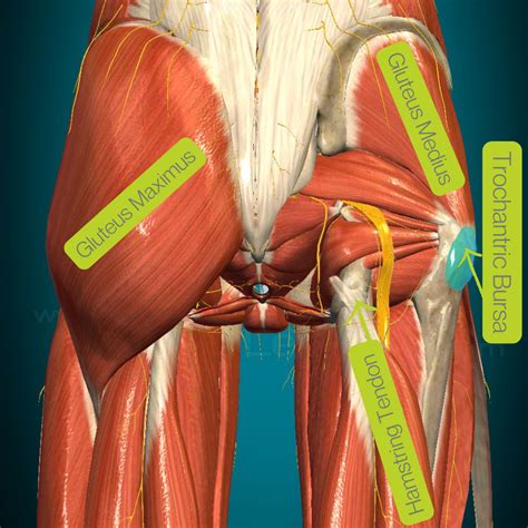 Pain in the Glute or Hip — DS Sports Therapy