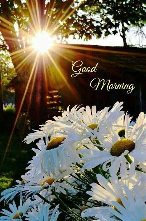 30+ Good Morning Daisy Flower Images - Good Morning Wishes