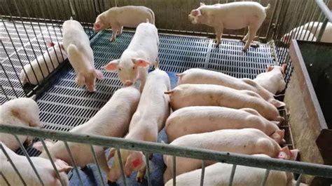 金猪360——您身边的养殖·专业服务商 - 种猪企业展示 - 中国养猪网-中国养猪行业门户网站